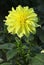 Hollyhill Lemon Ice Decorative Dahlia, known for bright florescent yellow stripes that fade into white, creating charming effect