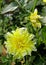 Hollyhill Lemon Ice Decorative Dahlia, known for bright florescent yellow stripes that fade into white, creating charming effect,