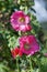 Hollyhock  Alcea (althaea rosea)