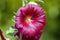 Hollyhock Alcea \\\'Burgundy Towers\\\' (althaea rosea)