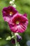 Hollyhock Alcea \\\'Burgundy Towers\\\' (althaea rosea(