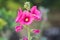 Hollyhock Alcea rosea flowers