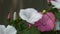 Hollyhock Alcea Rosea Flowers In Garden Sway In the Wind