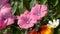 Hollyhock Alcea Rosea Flowers Sway In the Wind