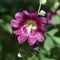 Hollyhock, Alcea rosea photo