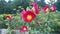 Hollyhock  Alcea rosea  Sensory Garden, Dartmouth Park, West Bromwich, England