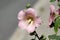 Hollyhock or Alcea single pink flower with white center surrounded with flower buds and leaves