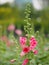 Hollyhock, Althaea or Perennials Plant Flowers Pink flower in garden on blurred of nature background