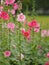 Hollyhock, Althaea or Perennials Plant Flowers Pink flower in garden on blurred of nature background