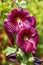 Hollyhock \\\'Burgundy Towers\\\' (althaea rosea)