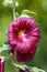 Hollyhock \\\'Burgundy Towers\\\' (althaea rosea