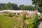 Hollyhock and Chinese traditional stone bridge