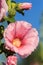 Hollyhock colorful flower pink