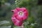 Hollyhock flower, Alcea. Beautiful pink flowers in nature