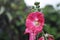 Hollyhock flower, Alcea. Beautiful pink flowers in nature