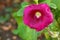 Hollyhock flower (Alcea) in pink magenta blossoming during Autumn in South Australia.