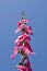 Hollyhock Flower - Alcea rosea on blue sky