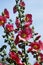 Hollyhock Flower, alcea rosea, Garden in Giverny in France