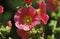 HOLLYHOCK FLOWER alcea rosea IN GIVERNY IN FRANCE