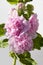 Hollyhock Flower pink