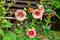 Hollyhock flowers close up