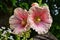 Hollyhock flowers close up