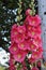 Hollyhock in full bloom, magenta in color