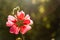 The hollyhock growing in a garden on sunny day. Red Flower of a hollyhock close up on green blurring background