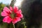 The hollyhock growing in a garden on sunny day. Red Flower of a hollyhock close up on green blurring background