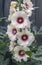 Hollyhock halo flowers close-up against wooden fence 1