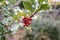 Hollyhock, ilex with red berries