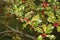 Hollyhock, ilex with red berries