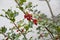 Hollyhock, ilex with red berries