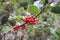 Hollyhock, ilex with red berries