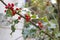 Hollyhock, ilex with red berries