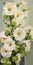 Hollyhock: Joyful Celebration Of Nature In White And Green