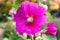 Hollyhock mallow beautiful pink purple flower close up on green natural blurred background