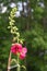 Hollyhock or malloww pinkt flowers blooming in July, 2023.