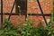 Hollyhock plants in front of half-timbered farmhouse