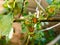 Hollyhock rust, Puccinia malvacearum, pustules on the flower bud