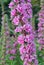 Hollyhock tall pink blossom budding flower and lush green plant closeup