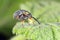 Hollyhock weevil Rhopalapion longirostre on Hollyhock plant. It is beetle from family Apionidae, invasive pest of mallow.