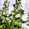 Hollyhocks against the sky