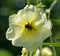 Hollyhocks Alcea rosea