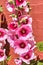 Hollyhocks blossoming in front of a red cottage house in Svaneke, Bornholm island, Denmark.