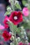 Hollyhocks close-up