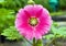 Hollyhocks flower in the garden