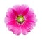 Hollyhocks flower isolated