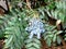 Hollyleaved Barberry, Tall Oregon Grape, Mahonia aquifolium branch with berries and leaves on a blurred background