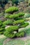 Hollywood Juniper or Juniperus Chinensis plant